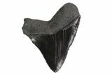 Serrated, Fossil Megalodon Tooth #130092-1